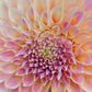 Dahlia 'Coorabell Moonglow'