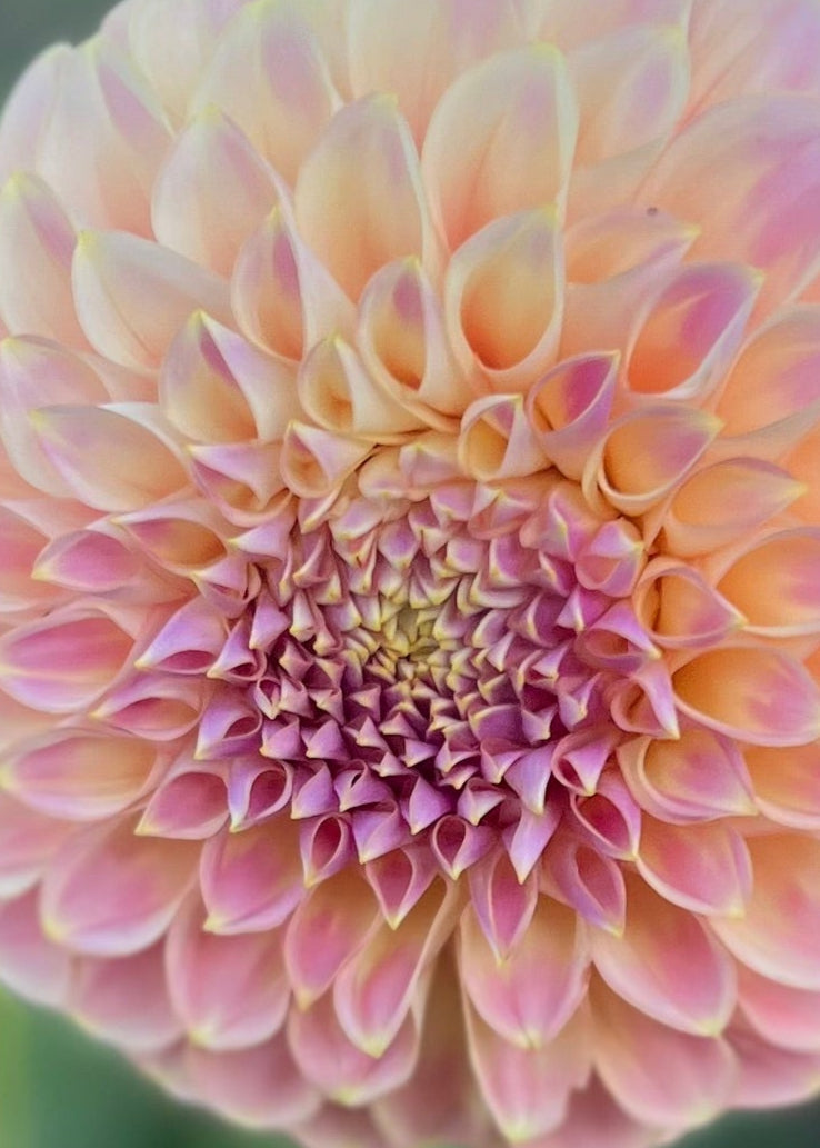 Dahlia 'Coorabell Moonglow'