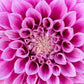 Dahlia 'Veras Elma'