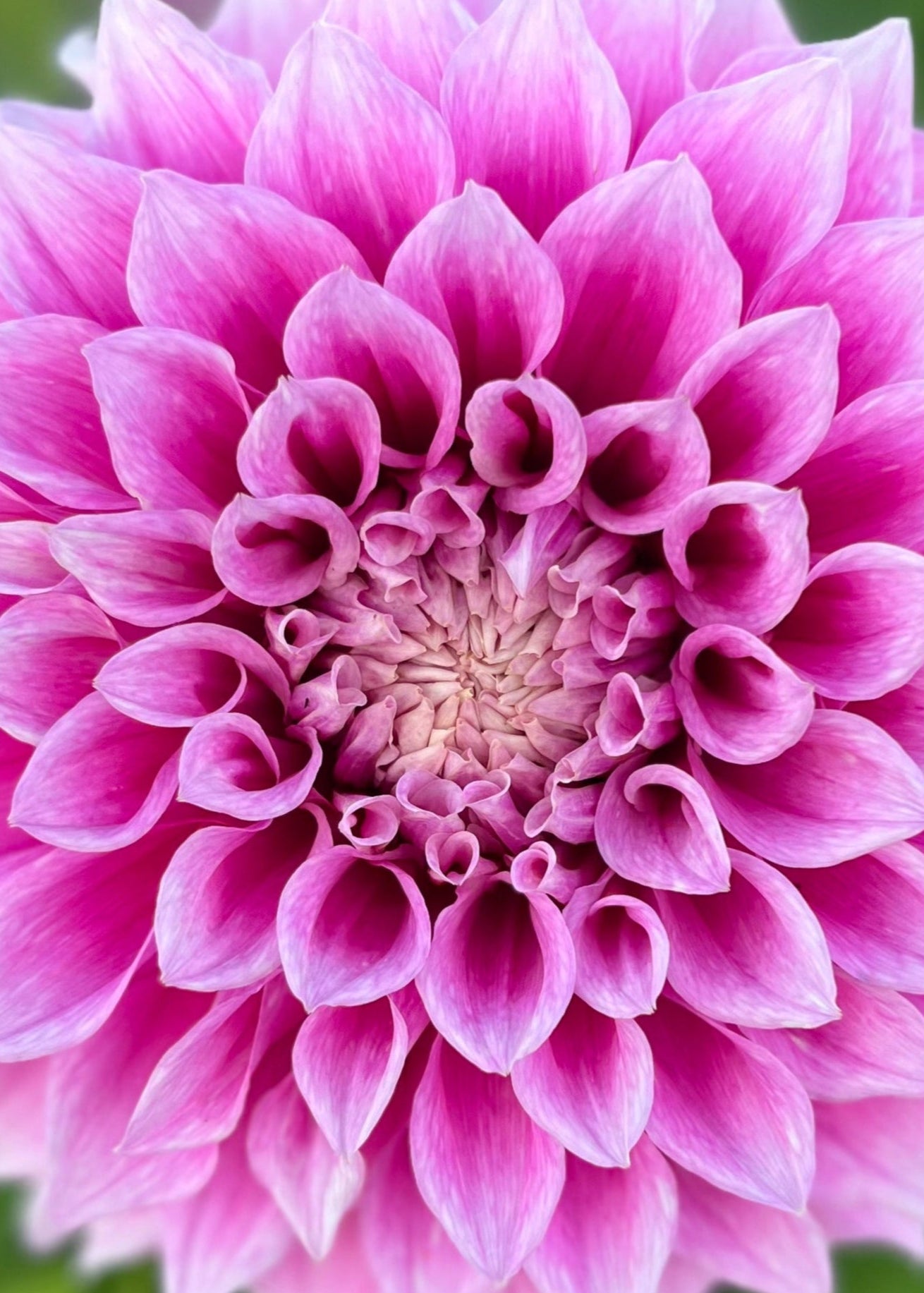 Dahlia 'Veras Elma'