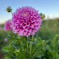 Dahlia 'Veras Elma'