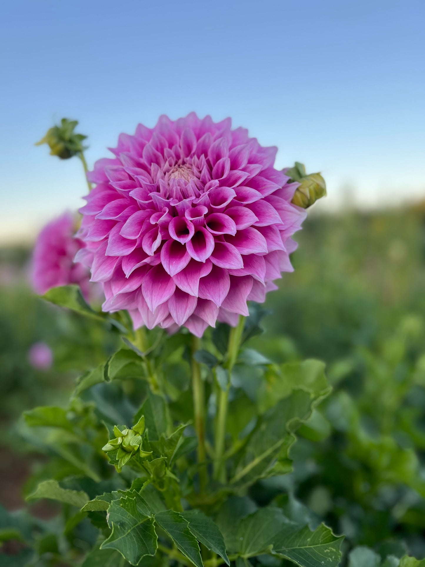 Dahlia 'Veras Elma'