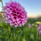 Dahlia 'Veras Elma'