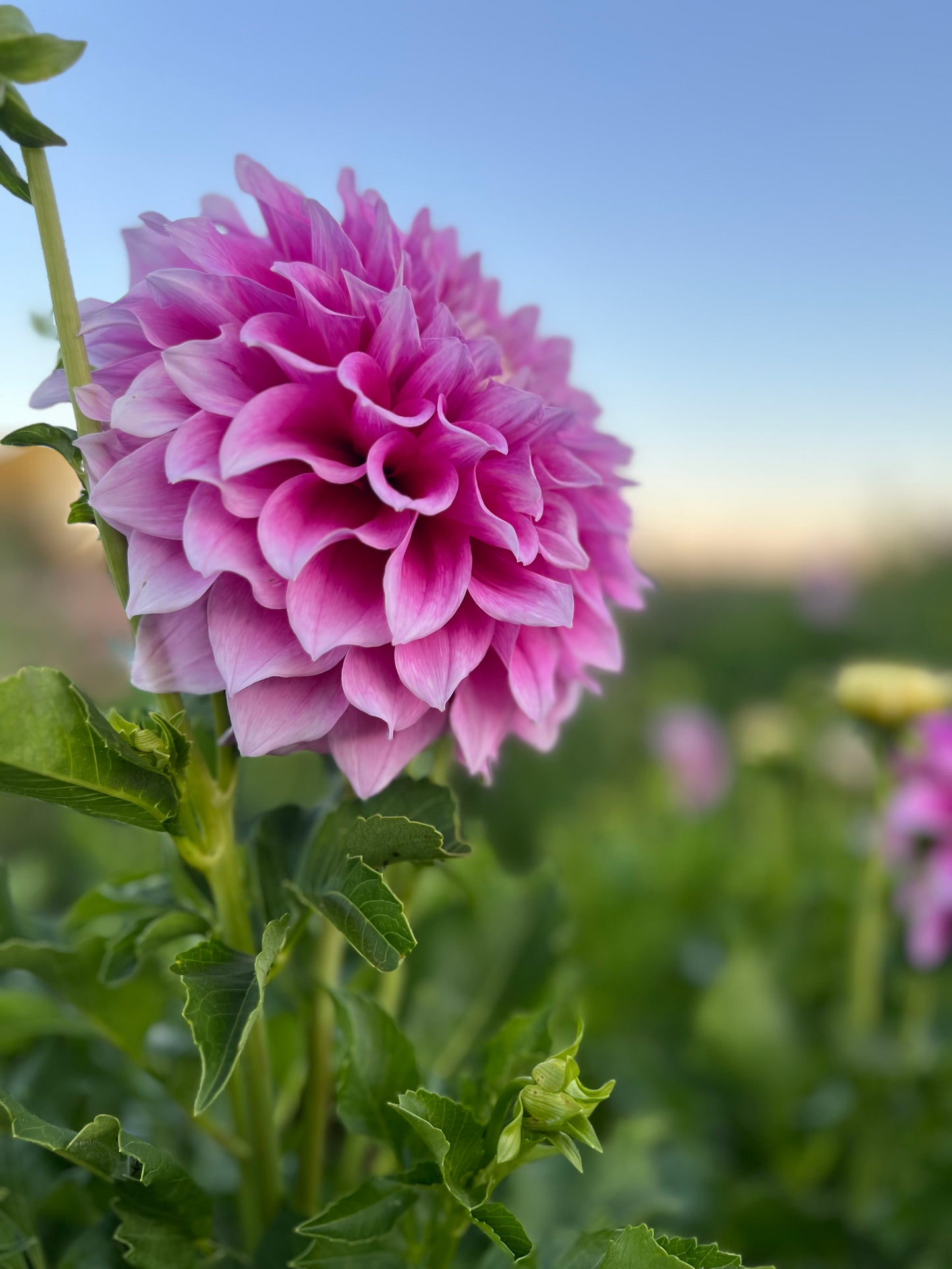 Dahlia 'Veras Elma'