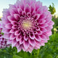 Dahlia 'Veras Elma'
