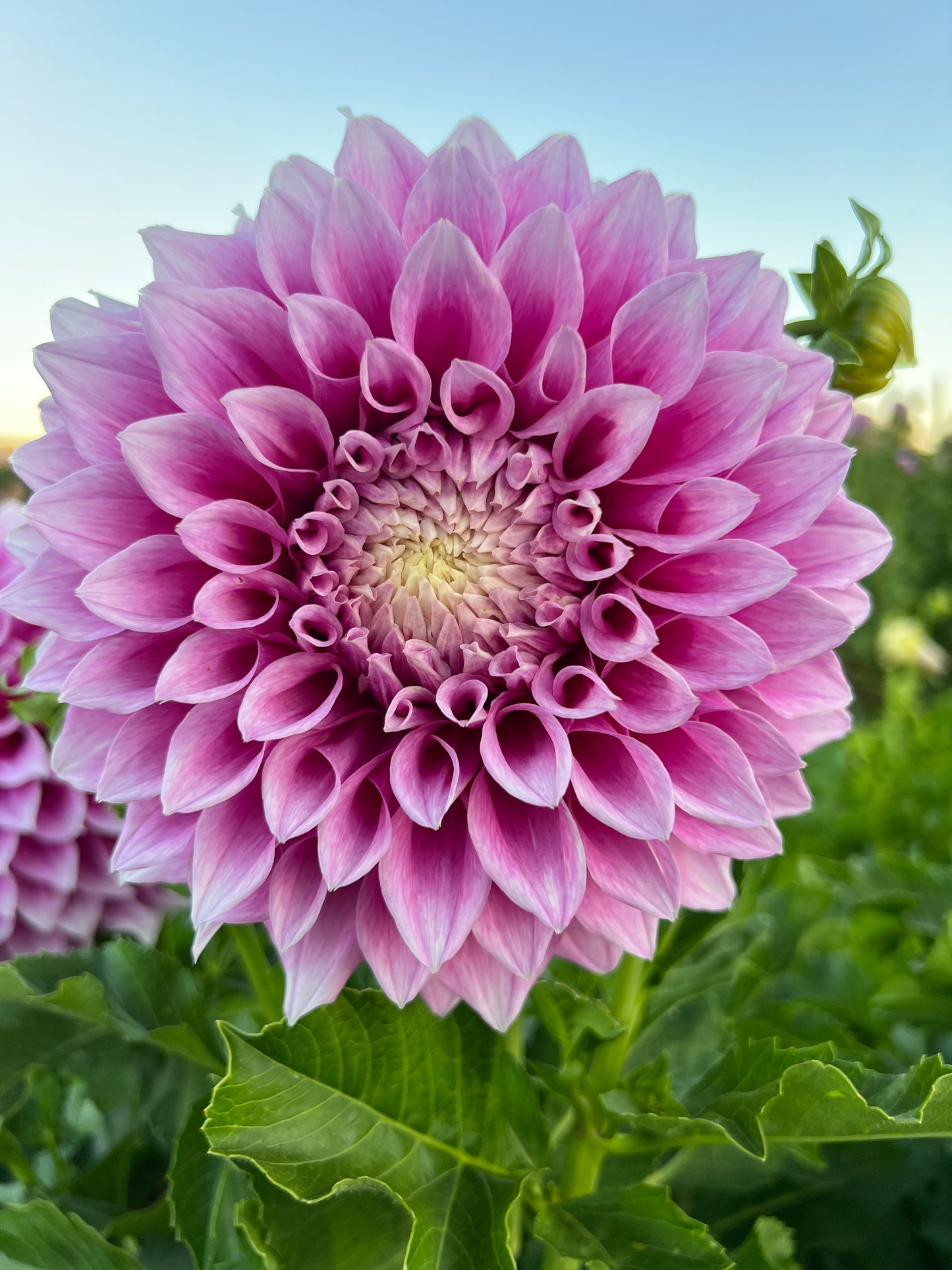 Dahlia 'Veras Elma'