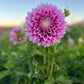 Dahlia 'Veras Elma'