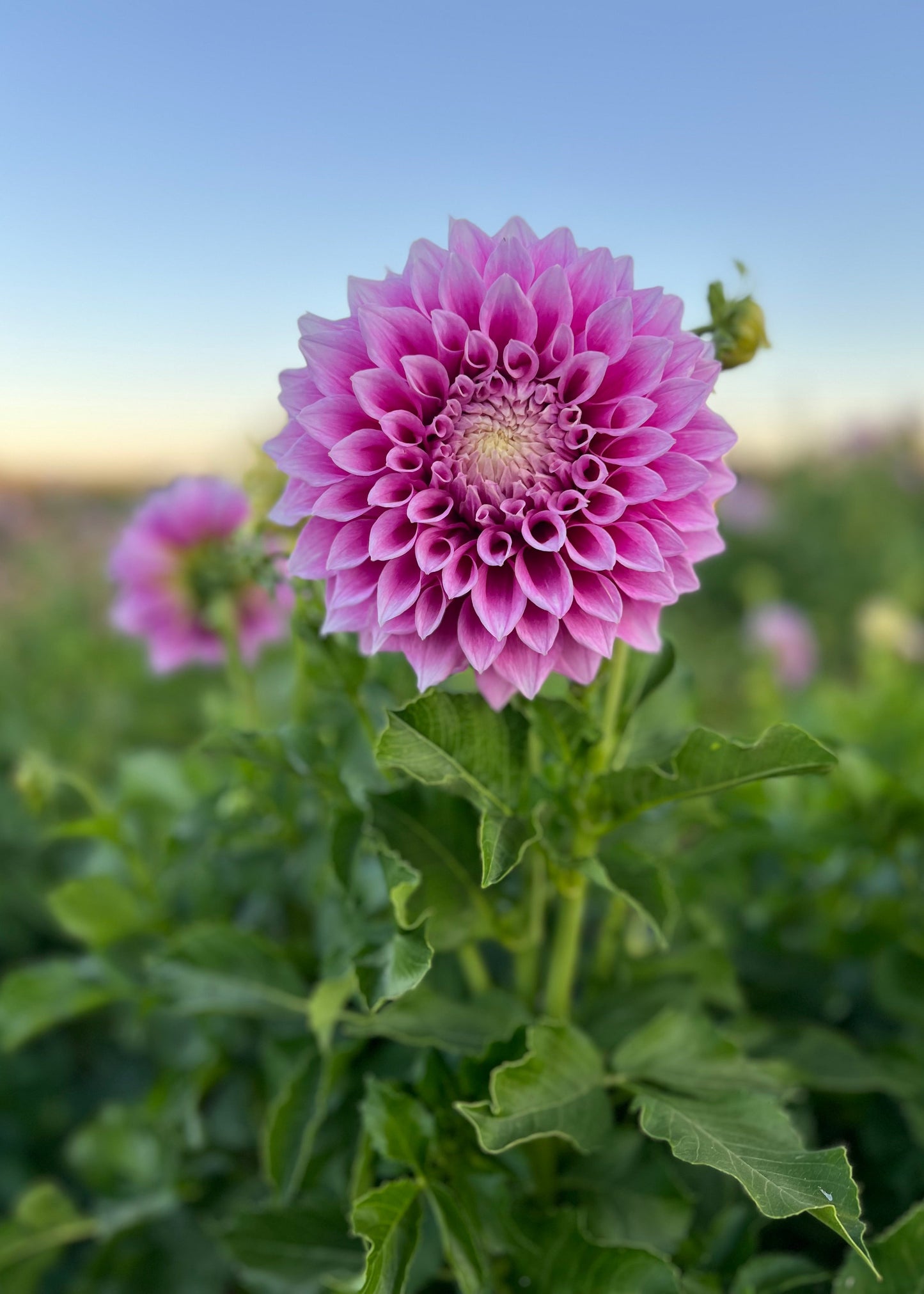Dahlia 'Veras Elma'