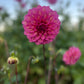 Dahlia 'Belle'