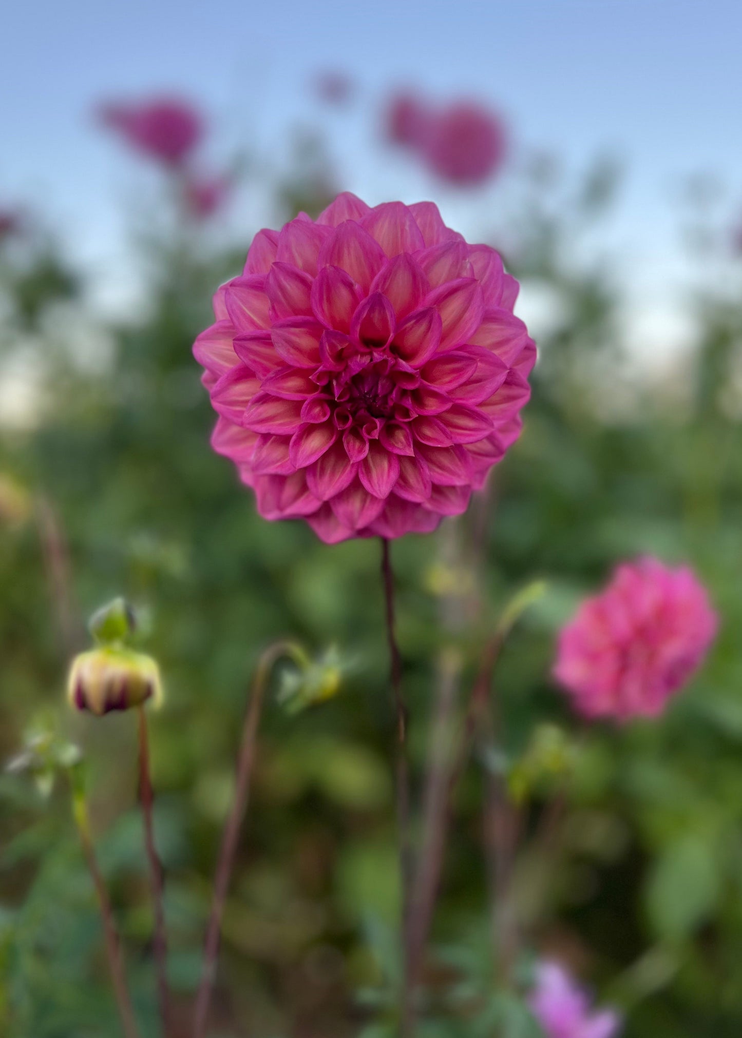 Dahlia 'Belle'