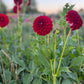 Dahlia 'Red Alert'