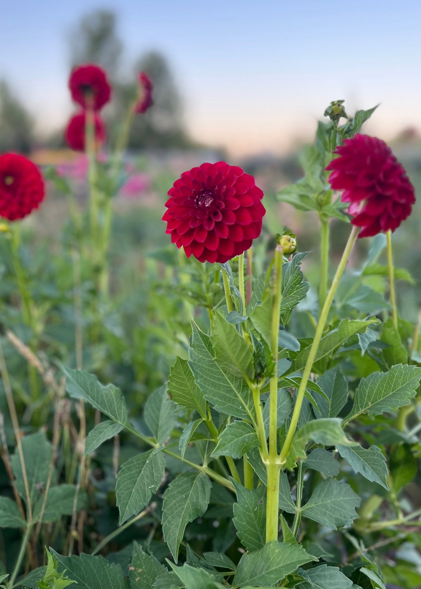 Dahlia 'Red Alert'