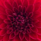 Dahlia 'Red Alert'