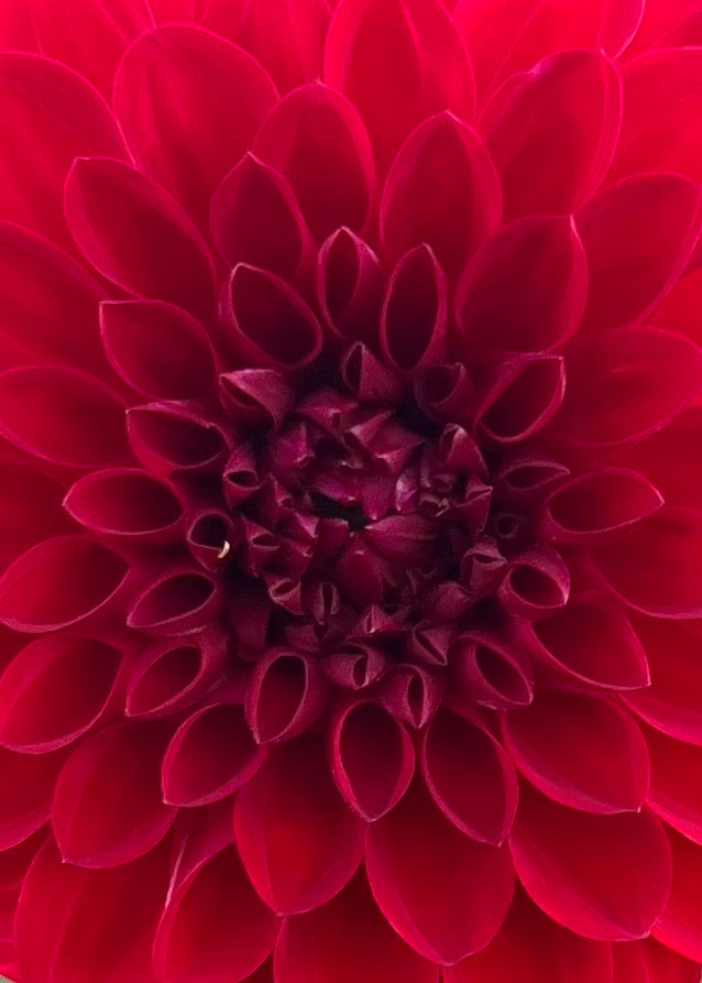 Dahlia 'Red Alert'