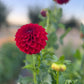 Dahlia 'Red Alert'