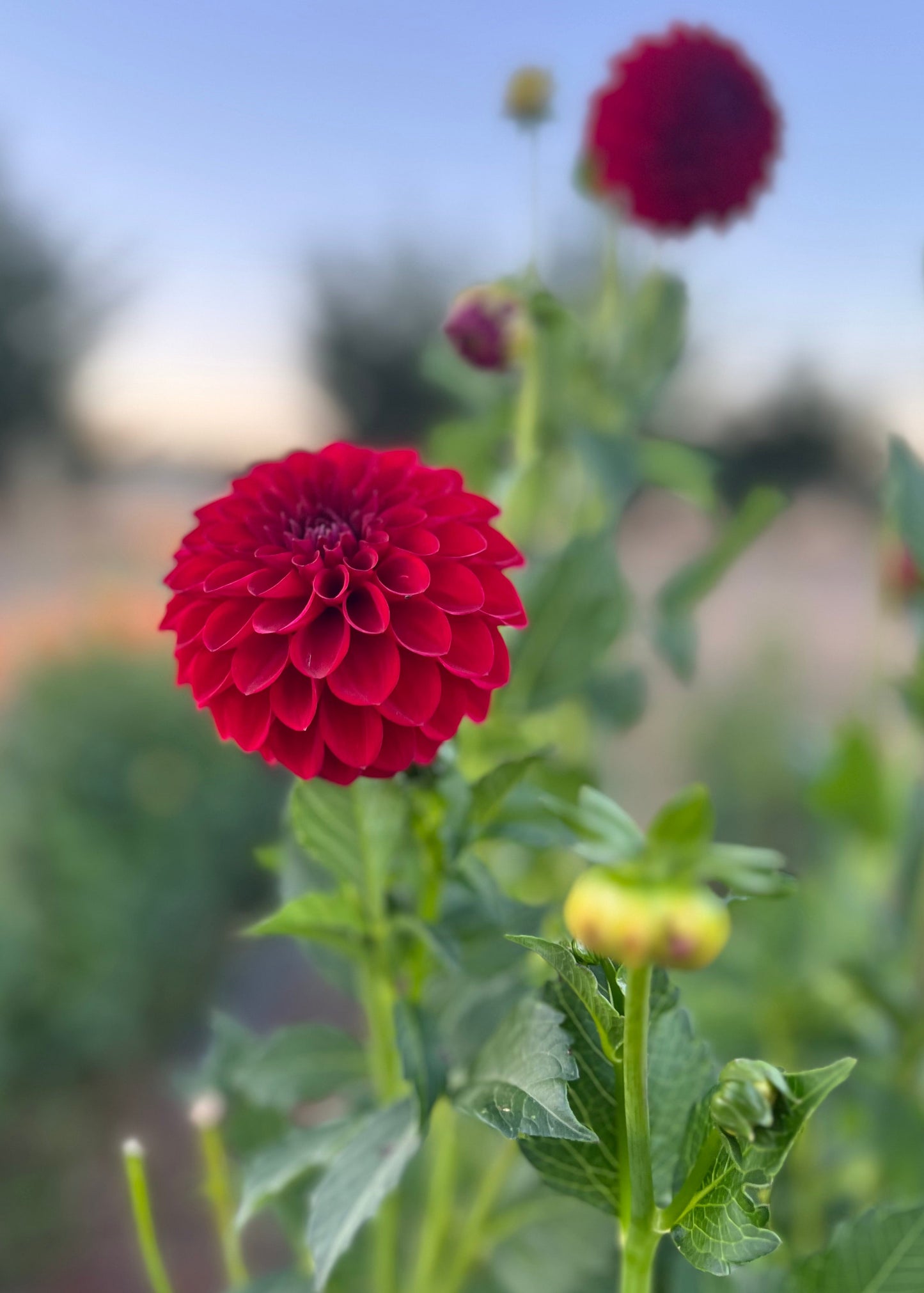 Dahlia 'Red Alert'