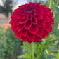 Dahlia 'Red Alert'
