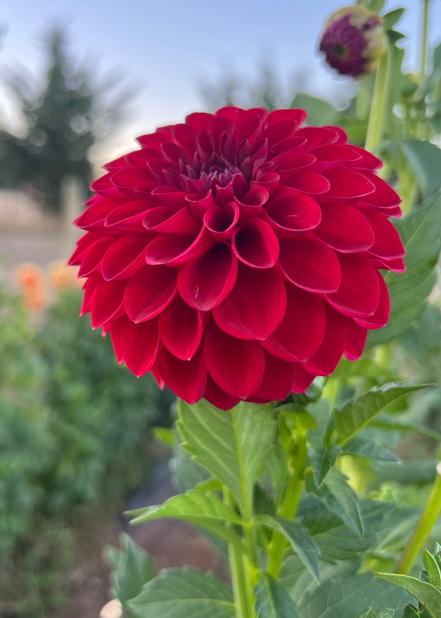 Dahlia 'Red Alert'
