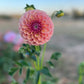 Dahlia 'Devon Apollo'