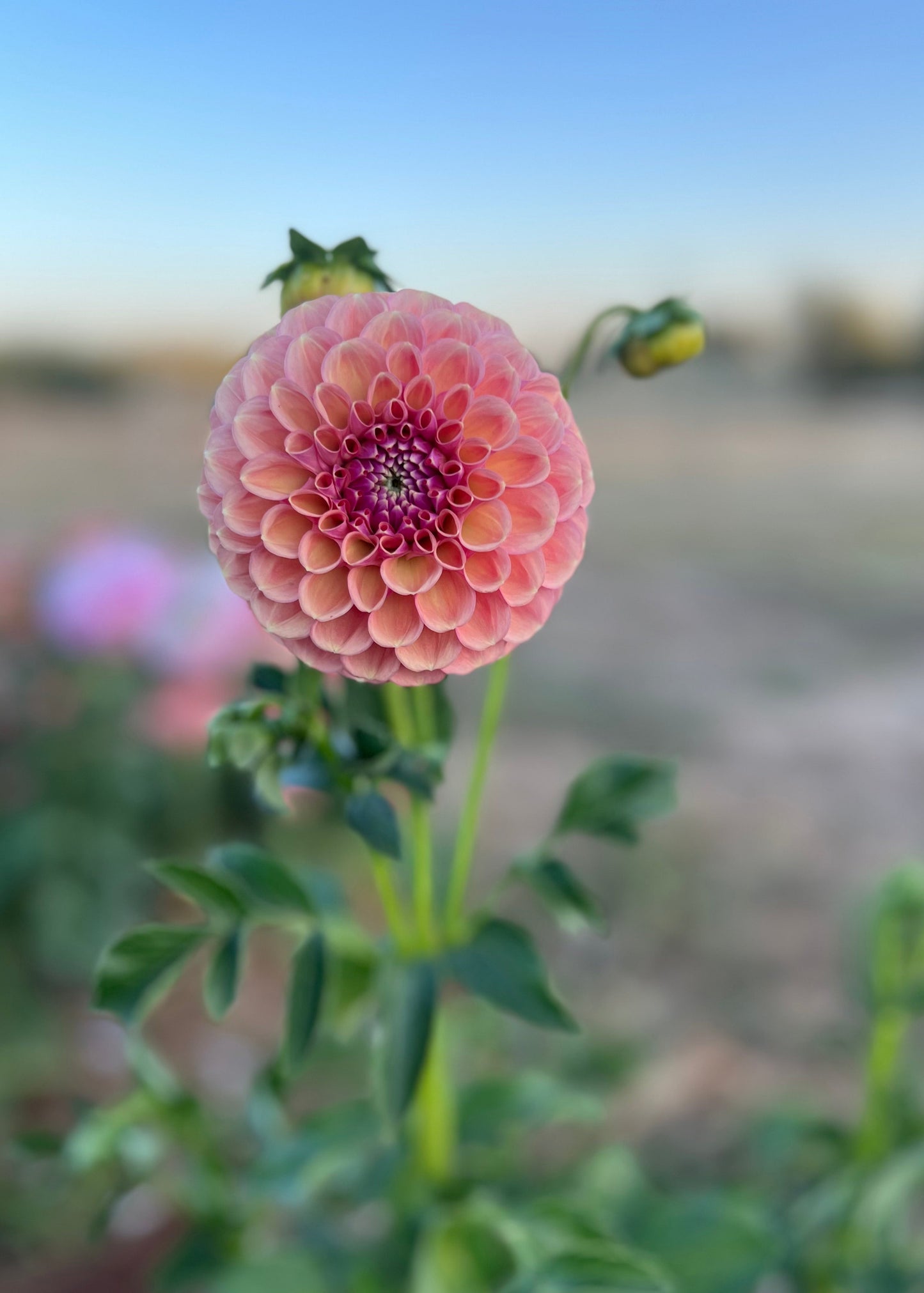 Dahlia 'Devon Apollo'