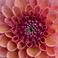 Dahlia 'Devon Apollo'
