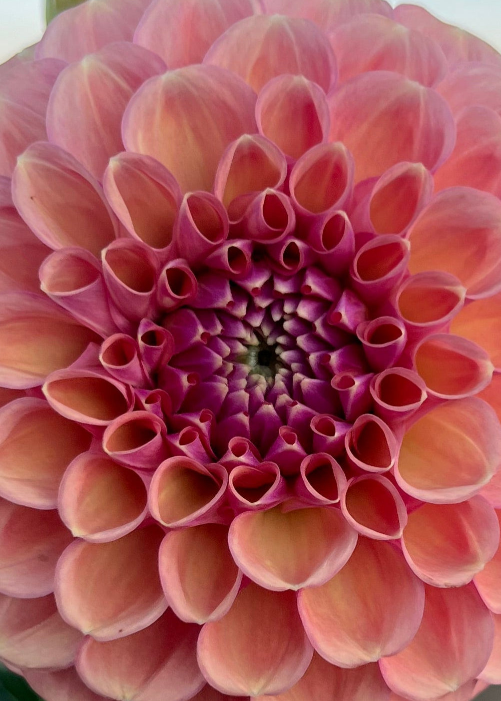 Dahlia 'Devon Apollo'