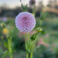 Dahlia 'Glenmarc Devine'