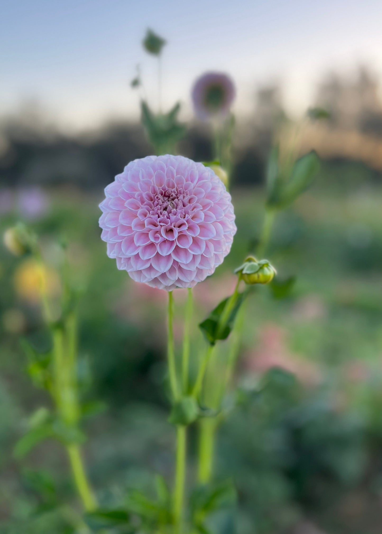 Dahlia 'Glenmarc Devine'
