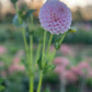 Dahlia 'Glenmarc Devine'