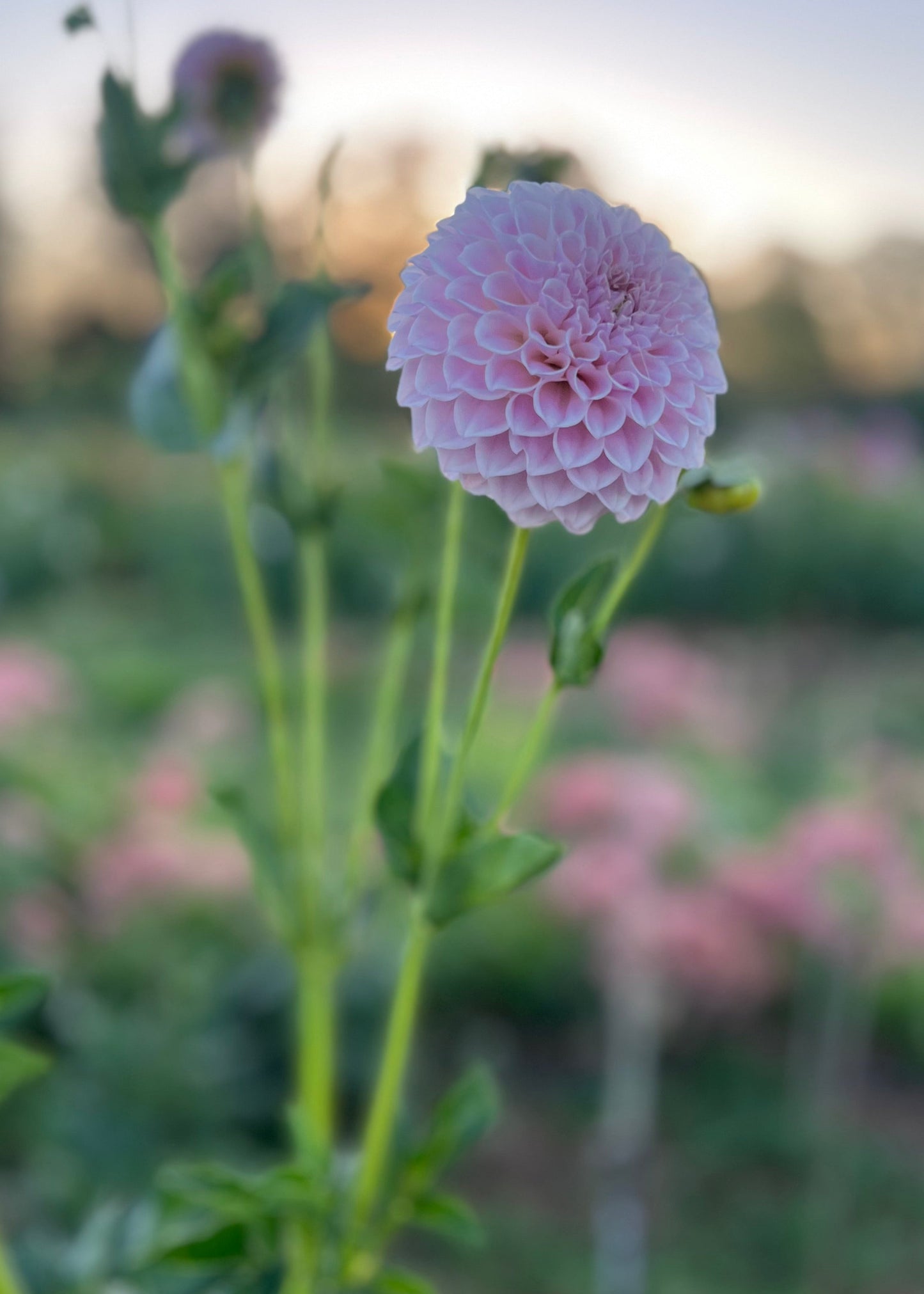 Dahlia 'Glenmarc Devine'