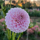 Dahlia 'Glenmarc Devine'
