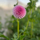 Dahlia 'Trevallyn Pink Lady'