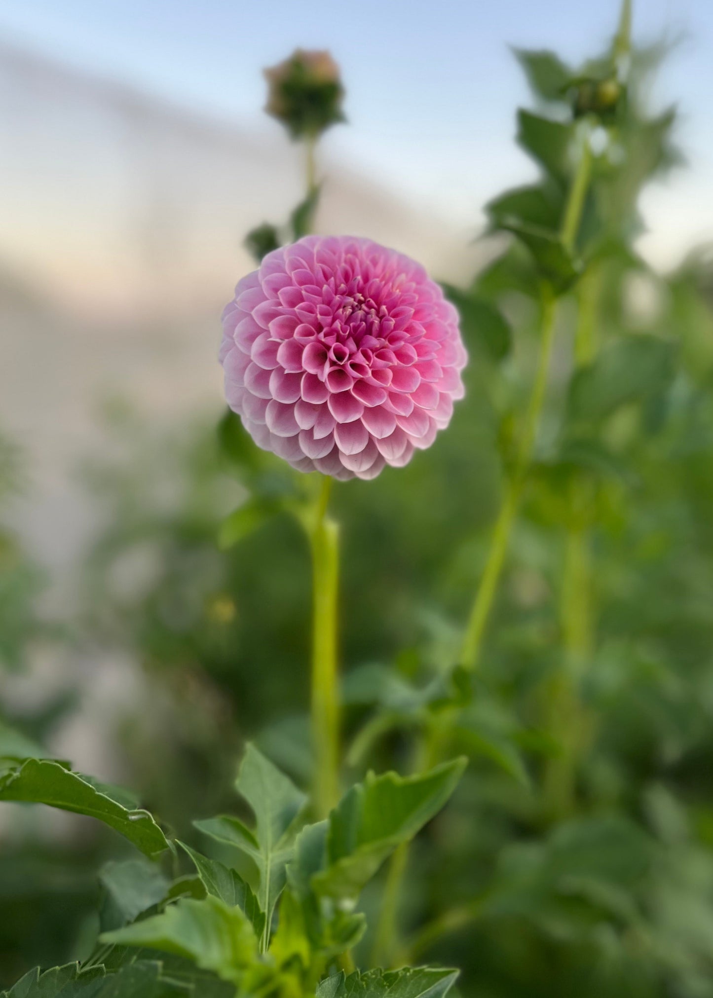 Dahlia 'Trevallyn Pink Lady'