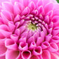 Dahlia 'Trevallyn Pink Lady'