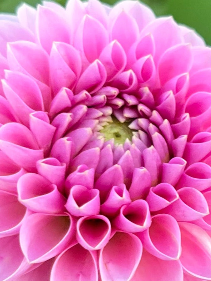 Dahlia 'Trevallyn Pink Lady'