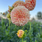 Dahlia 'Bracken Sarah'
