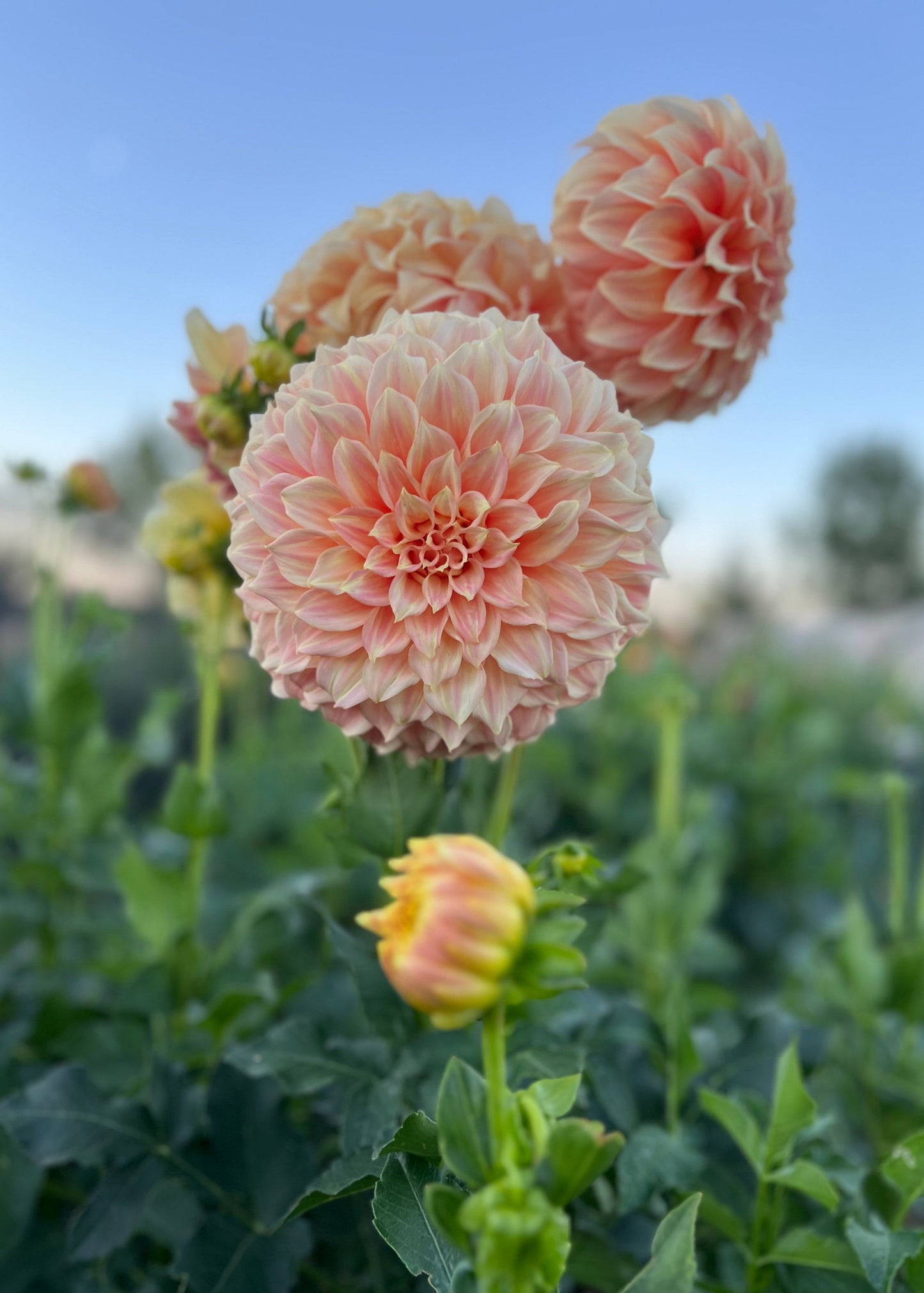 Dahlia 'Bracken Sarah'