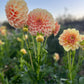Dahlia 'Bracken Sarah'