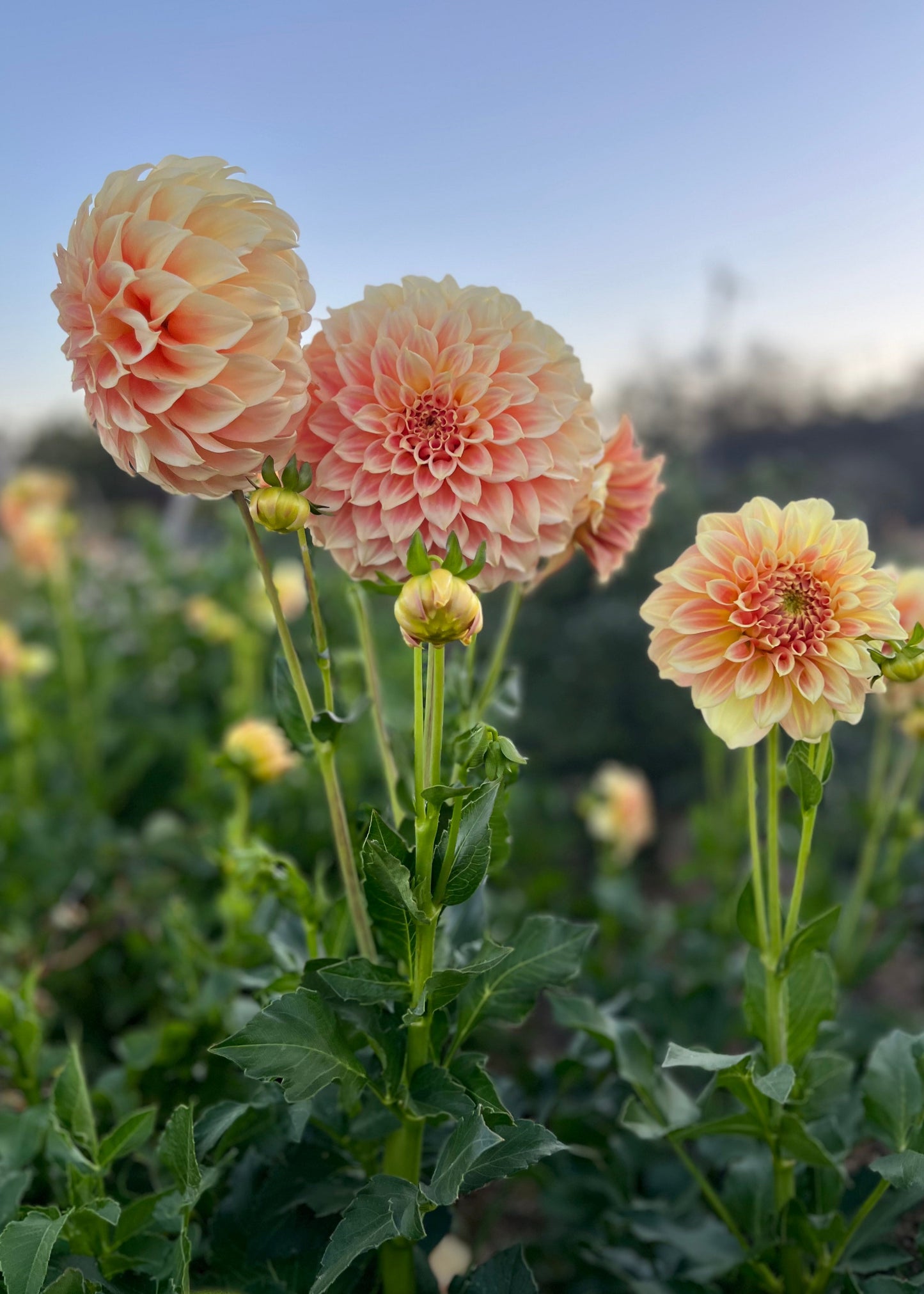 Dahlia 'Bracken Sarah'