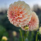 Dahlia 'Bracken Sarah'
