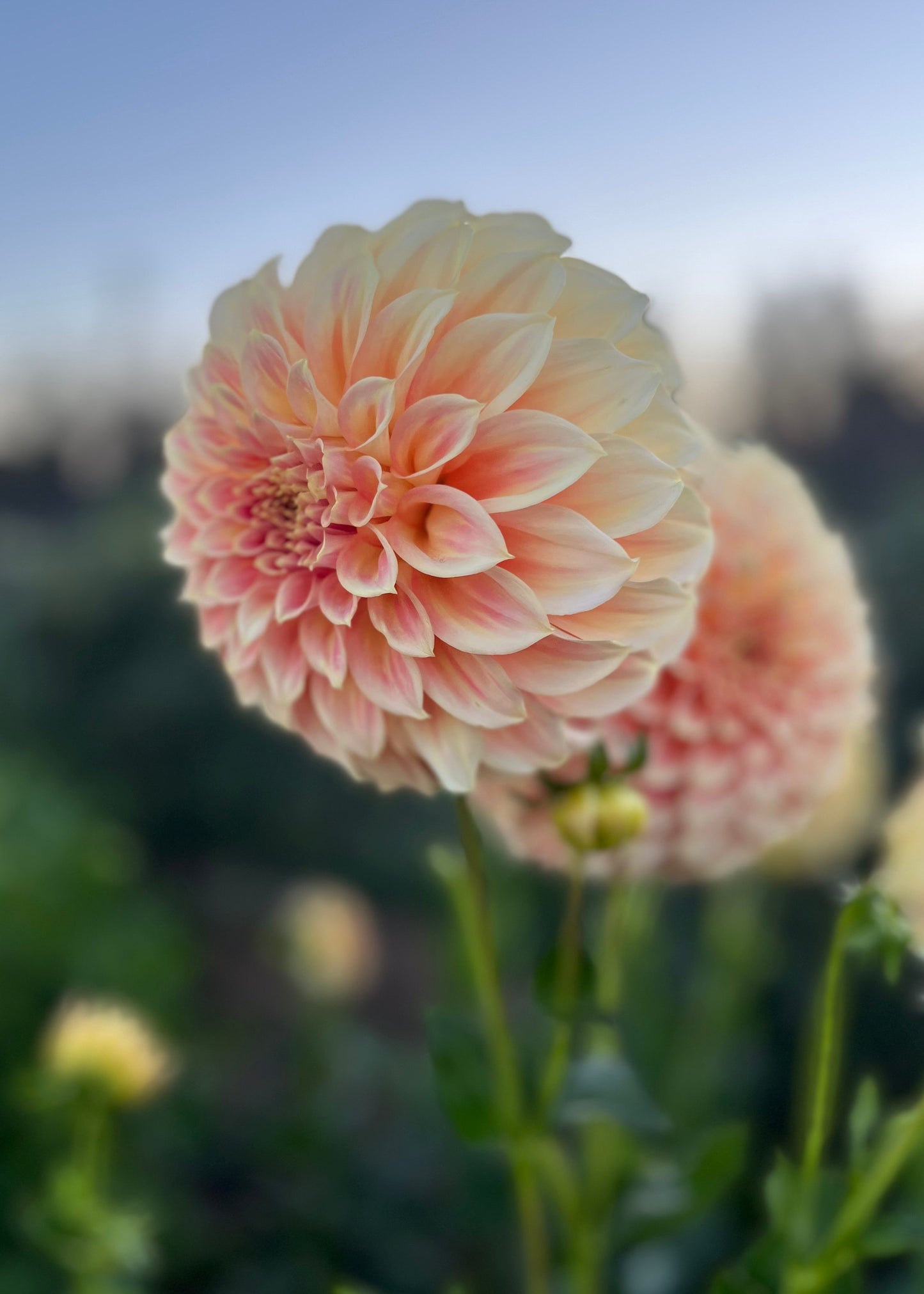 Dahlia 'Bracken Sarah'