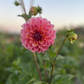 Dahlia 'Smokey Downs'