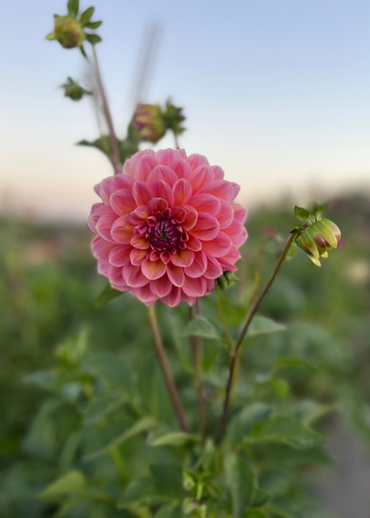 Dahlia 'Smokey Downs'