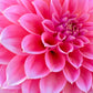 Dahlia 'Hillier Tanunda'