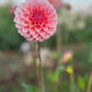 Dahlia 'Hillier Tanunda'