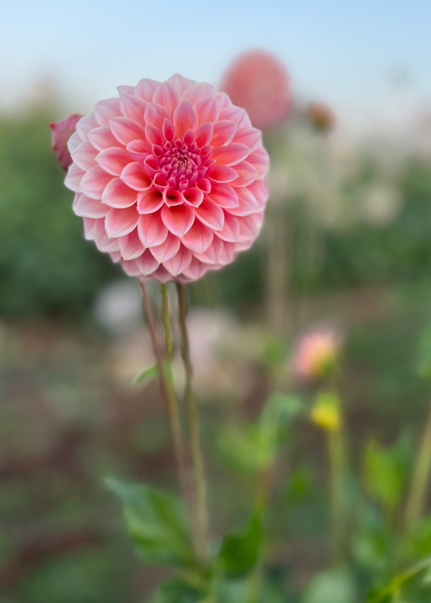 Dahlia 'Hillier Tanunda'