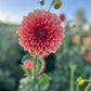 Dahlia 'Trevallyn Pride'