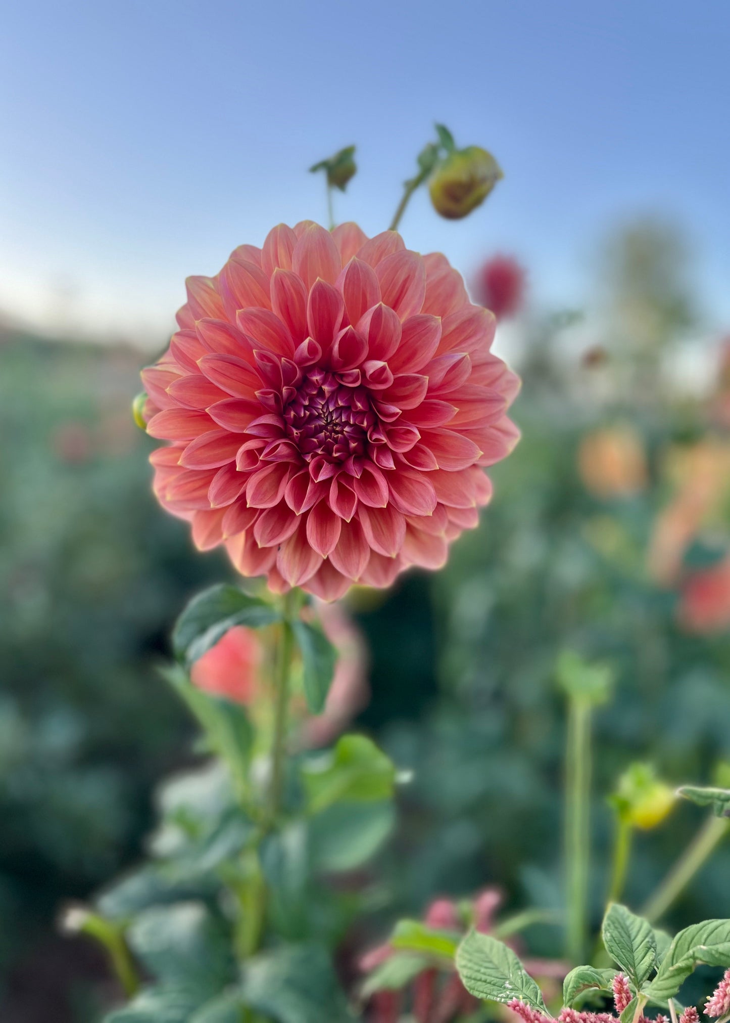 Dahlia 'Trevallyn Pride'