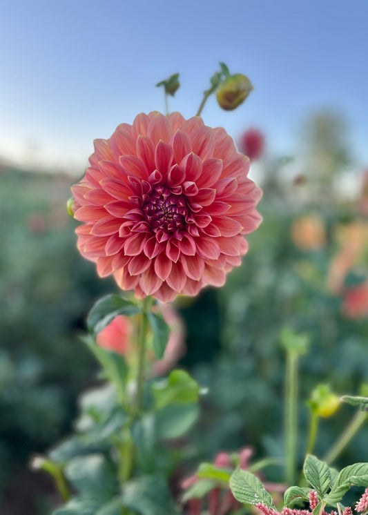 Dahlia 'Trevallyn Pride'