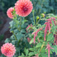 Dahlia 'Trevallyn Pride'